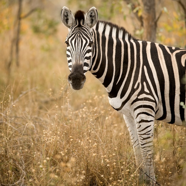 Zebra nella boscaglia