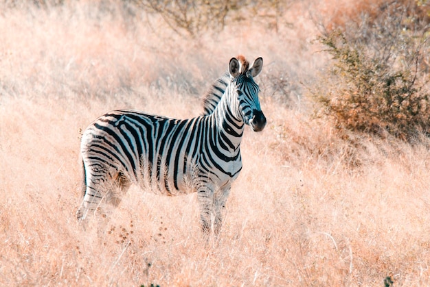 Zebra nella savana africana Kruger National Park