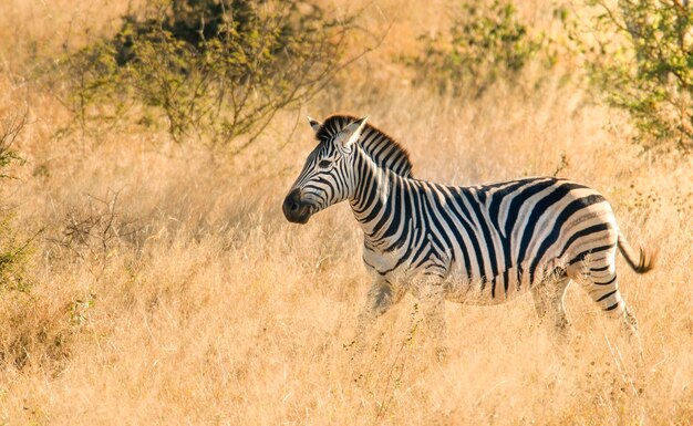 Zebra nella savana africana Kruger National Park