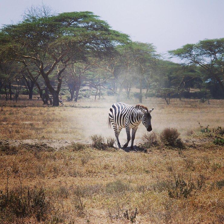 Foto zebra nella savana del kenya