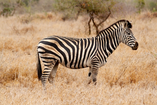 Zebra nella savana dell'erba sudafricana