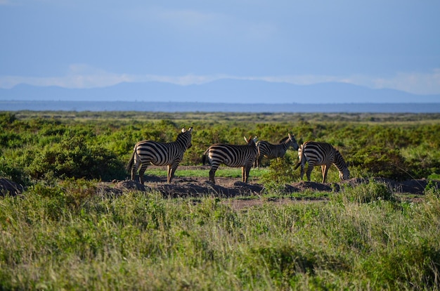 Zebra nella savana nel Parco Nazionale di Amboseli in Kenya Africa