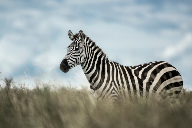 Zebra nella savana selvaggia, Serengeti, Africa