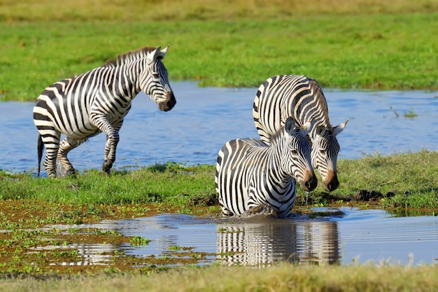 Zebra su prati in Africa, parco nazionale del Kenya