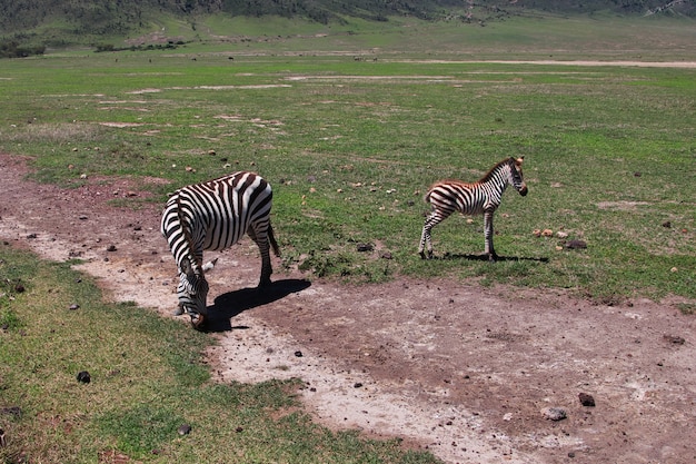 Zebra su safari in Kenia e Tanzania, Africa