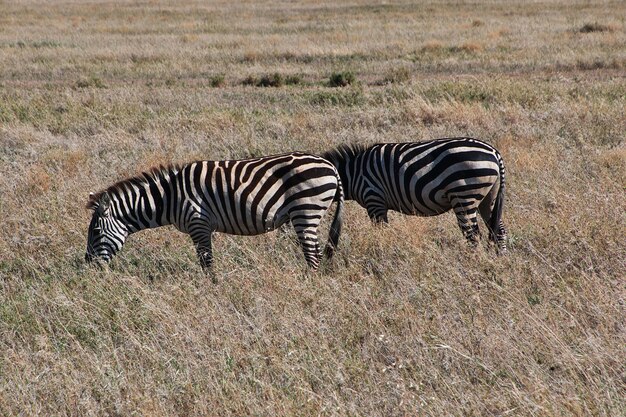 Zebra su safari in Kenia e Tanzania, Africa