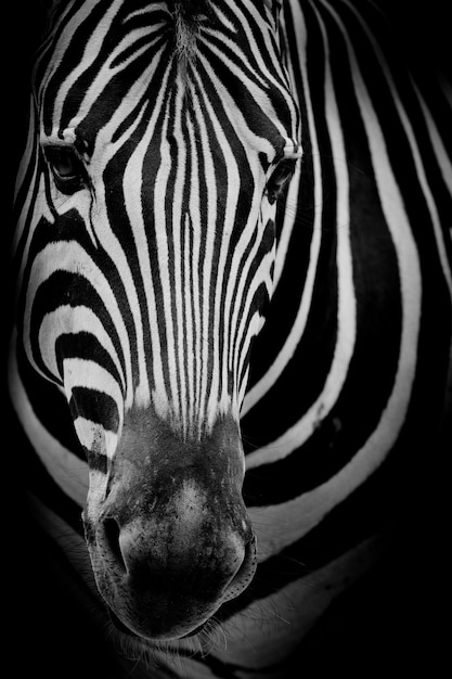 Zebra su sfondo scuro