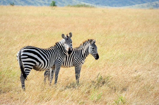Zebra sui pascoli in Africa, Parco nazionale del Kenya