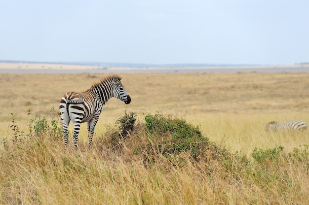 Zebra sui prati in Africa