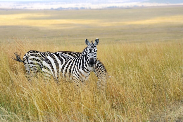 Zebra sui prati in Africa