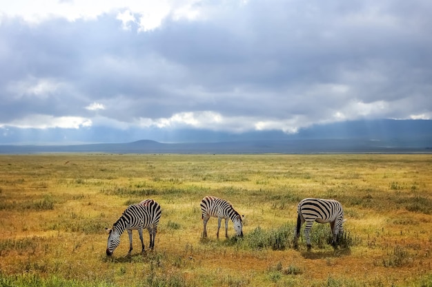 Zebre africane su uno sfondo di bellissime nuvole nella savana del cratere di Ngorongoro in Tanzania