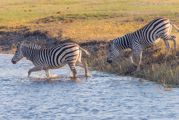 Zebre che attraversano il fiume Chobe. Luce del tramonto calda incandescente. Safari della fauna selvatica nei parchi nazionali africani e nelle riserve naturali.