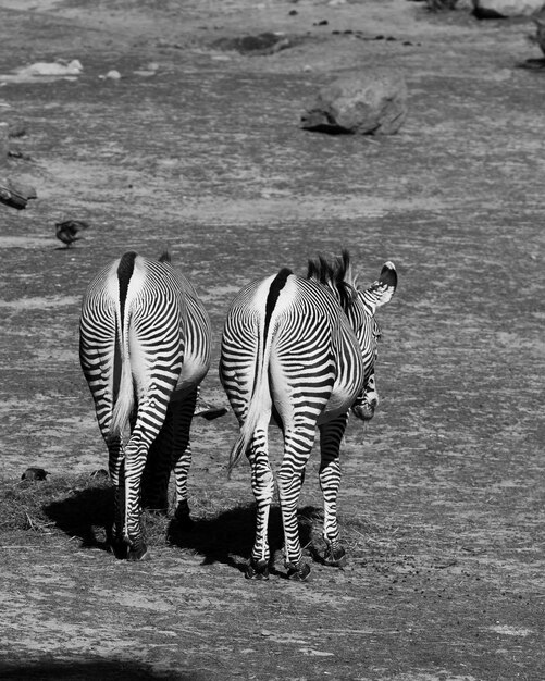 Zebre che camminano in un campo