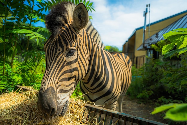 Zebre che mangiano cibo