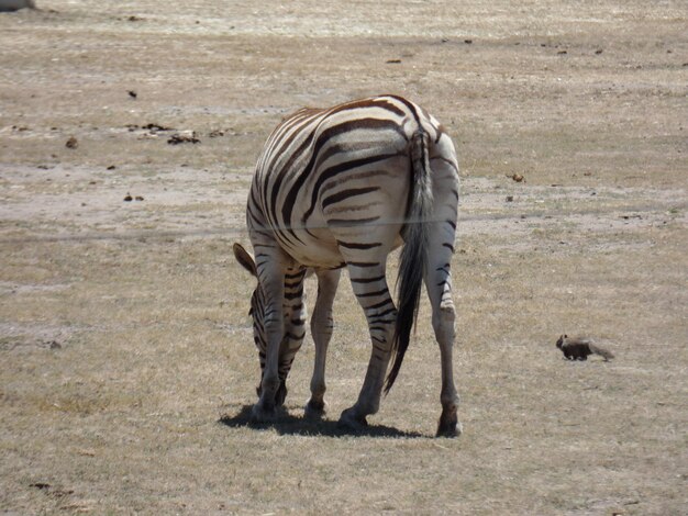 Zebre che pascolano in campo