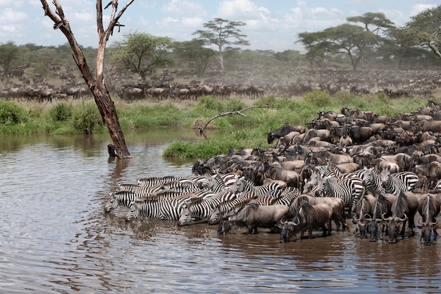 Zebre e GNU nel Parco Nazionale del Serengeti