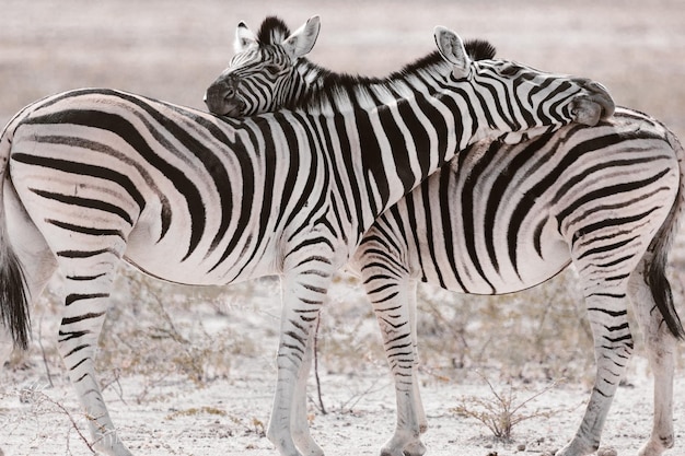 Zebre faccia a faccia nel parco nazionale