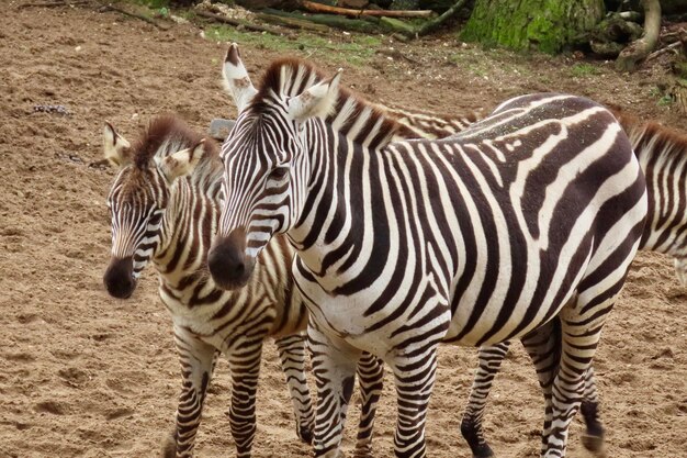 Zebre in piedi sulla terra delle zebre