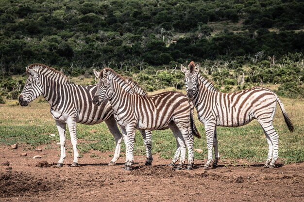 Zebre in piedi sulla terra delle zebre