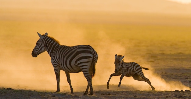 Zebre nella polvere contro il sole al tramonto. Kenya. Tanzania. Parco Nazionale. Serengeti. Maasai Mara.