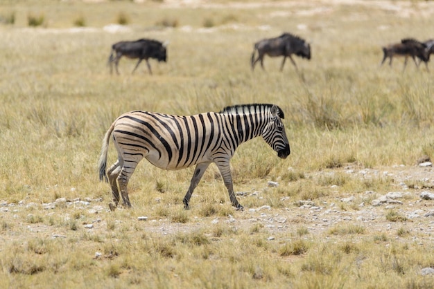 Zebre selvagge che camminano nella savana africana con antilopi gnu sullo sfondo