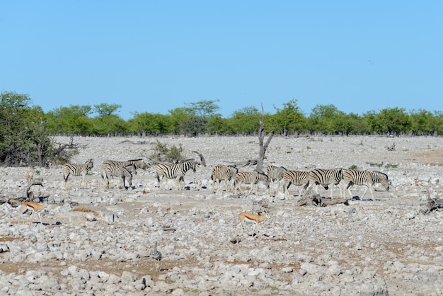 Zebre selvagge che camminano nella savana africana