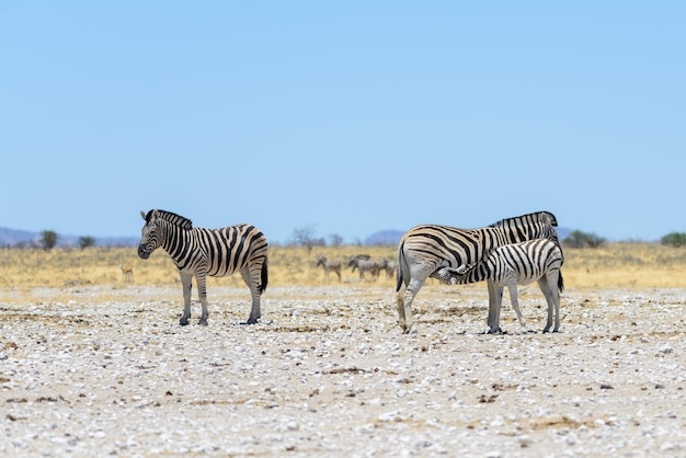 Zebre selvagge che camminano nella savana africana