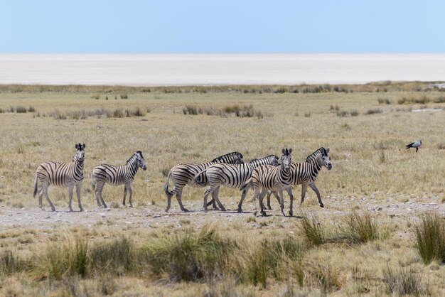 Zebre selvagge che camminano nella savana africana