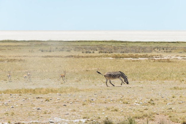 Zebre selvagge che camminano nella savana africana