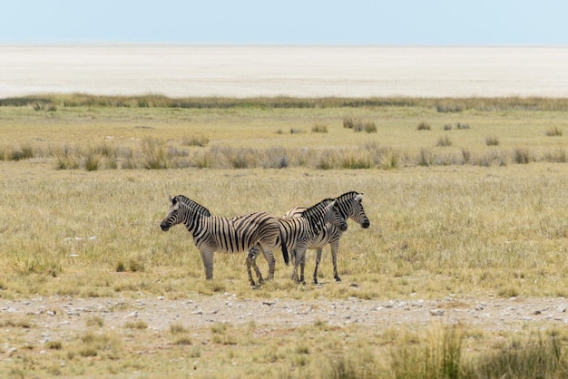 Zebre selvagge che camminano nella savana africana