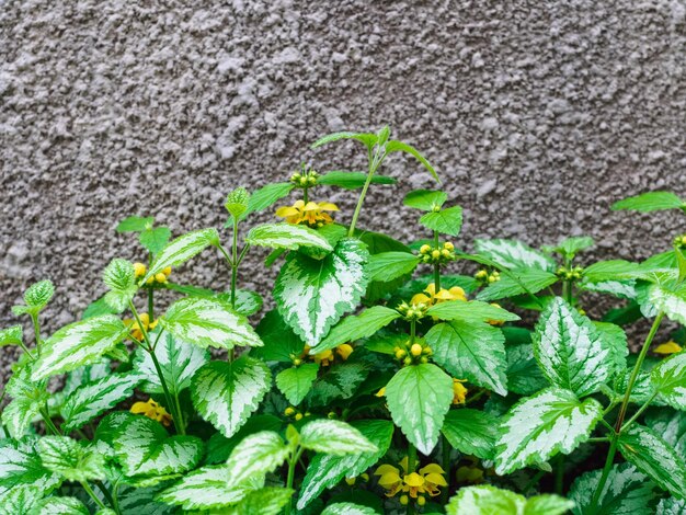 Zelenchukuka Florentinum Lamium galeobdolon vicino al muro