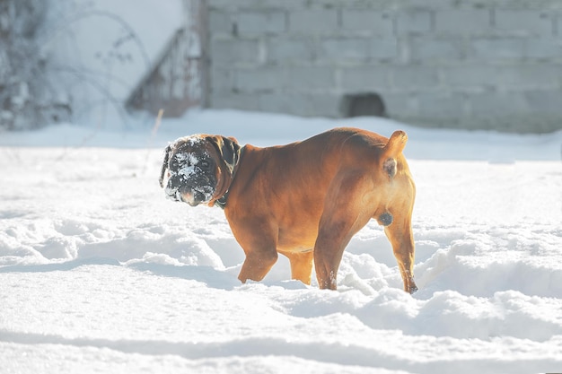 zenzero grande cane pugile tedesco cammina allegramente e gioca nella neve in una giornata invernale
