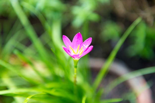 Zephyranthes o Rain Lily un bellissimo fiore rosa