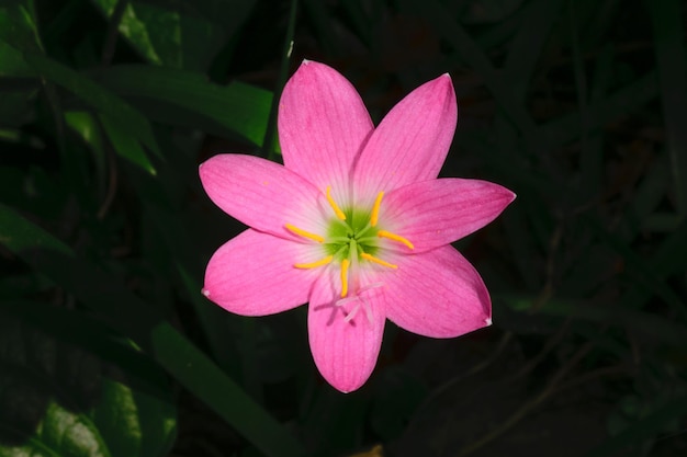 Zephyranthes Zephyrlily rosa primo piano in fiore