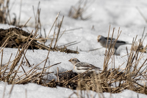 Zigolo delle nevi, Plectrophenax nivalis, seduto nella neve su un campo in primavera, e uno fuori fuoco