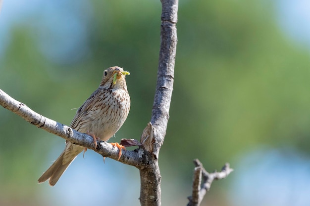 Zigolo di mais Miliaria calandra Malaga Spagna