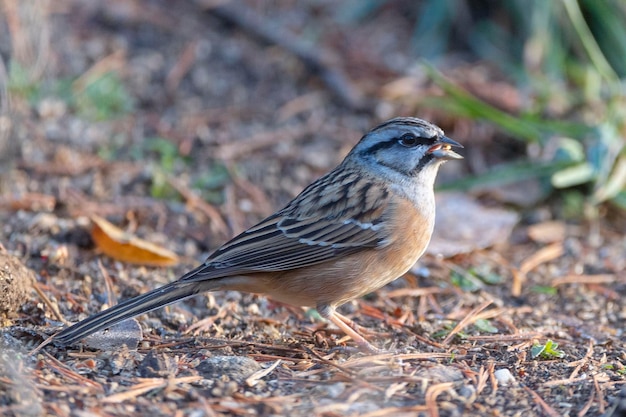 Zigolo di roccia Emberiza cia Malaga Spagna