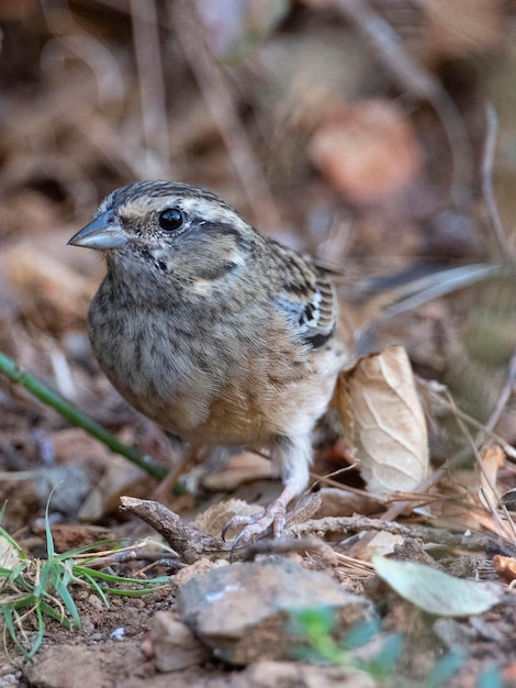 Zigolo di roccia Emberiza cia Malaga Spagna