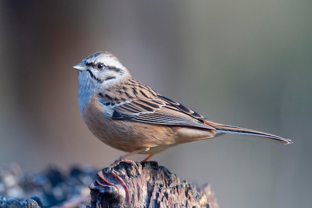 Zigolo di roccia Emberiza cia Malaga Spagna