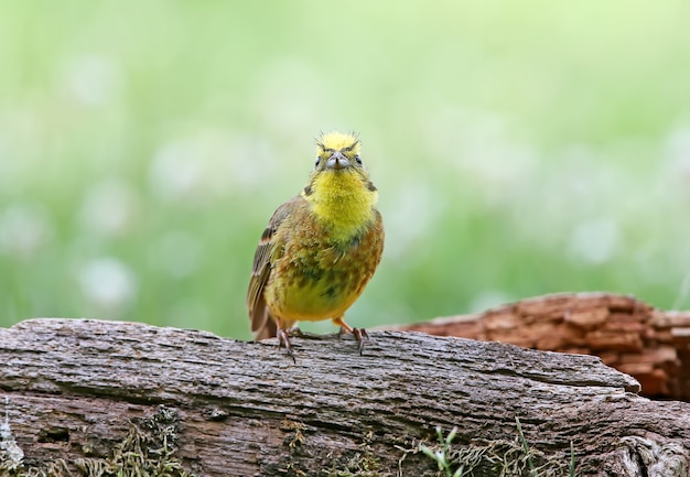 Zigolo giallo (Emberiza citrinella) colpo ravvicinato a diversi rami e tronchi da distanza ravvicinata.