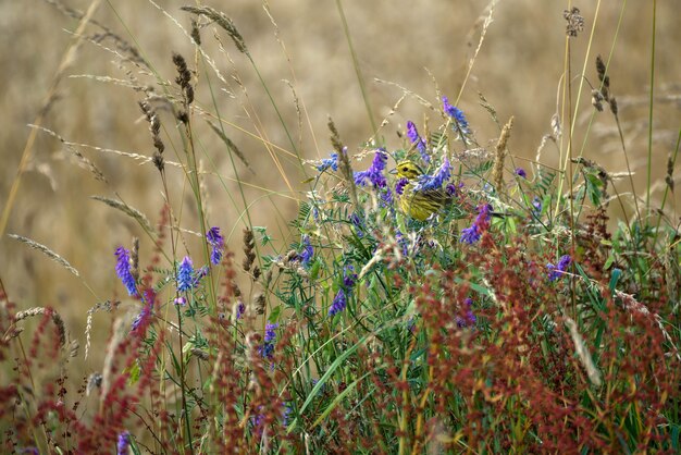 Zigolo giallo (Emberiza citrinella) seduto tra i fiori di campo