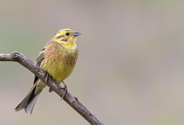 Zigolo giallo Emberiza citrinella Un uccello si siede su un ramo