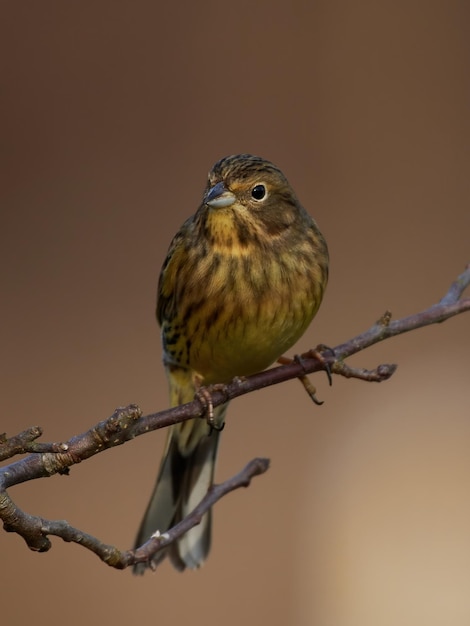 Zigolo giallo Emberiza citrinella