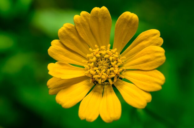 Zinnia a fiore singolo isolata contro uno sfondo verde sfocato