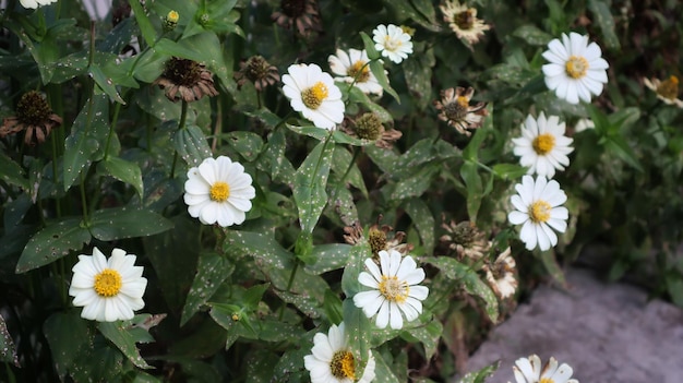 Zinnia Angustifolia comunemente chiamata margherita a fiore bianco di zinnia a foglia stretta come molto bella