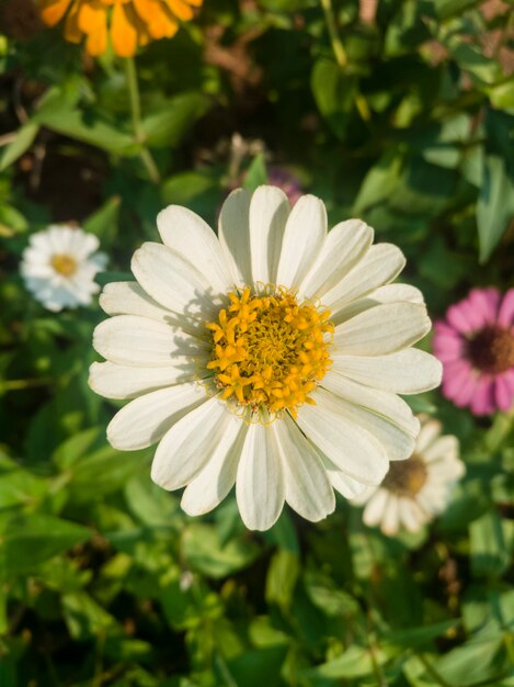 zinnia bianca in uno sfondo sfocato