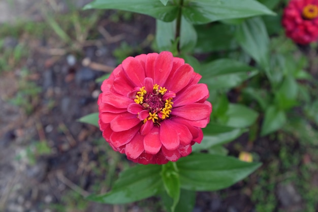 Zinnia elegans è una delle annuali da fiore più famose del genere Zinnia