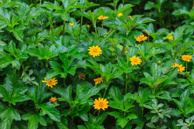 Zinnia elegans in campo