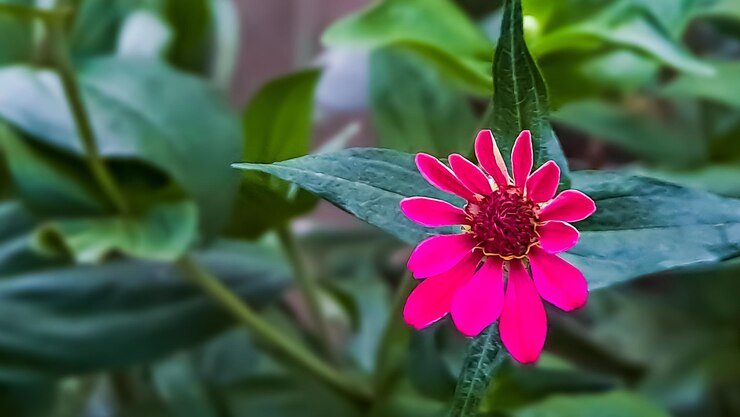 Zinnia elegans profusion red