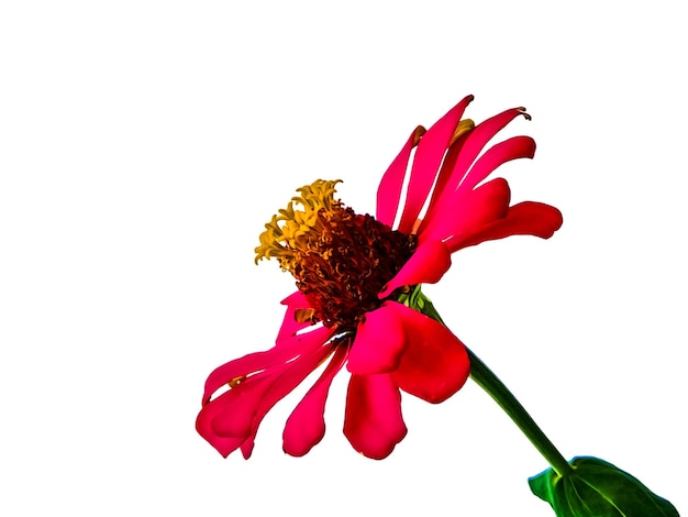 Zinnia elegans profusione rosso bello bianco isolato